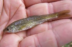 la pseudorasbora (Pseudorasbora parva)