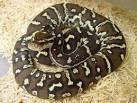 Angolan Python (
