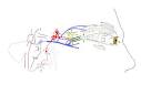 Horner's syndrome - Wikipedia, the free encyclopedia