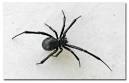 Black Widow Spiders - DesertUSA