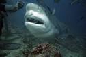 Animal Unique: Bull Shark