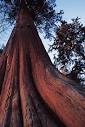 Cedar Trees