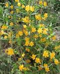<b>Mimulus</b> aurantiacus