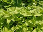 File:<b>Ipomoea batatas</b> 6.jpg