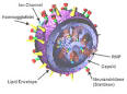 Influenza - Wikipedia, the free encyclopedia