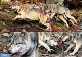 Bildergebnis für ‫سگ واقی وکربه واقی‬‎