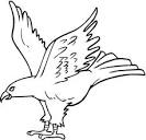 Hawk coloring page