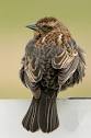 Red-winged Blackbird, Identification, All About Birds - Cornell ...