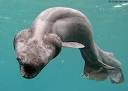 WEIRD AND FASCINATING CREATURES: 10 extraordinary deep-sea ...