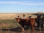 Defining the Basic Needs of a Bovine… | Feed Yard Foodie