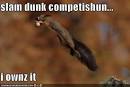 hilarious pics of animals