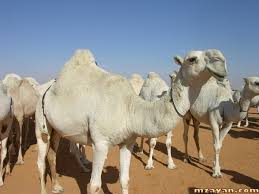 ������ ���� ������ �� ���� ������