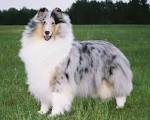 Wisconsin Breeder of AKC Rough Collies &amp; Puppies | WyndlairCollies.