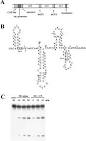 Polarity Effects in the Lactose Operon of Escherichia coli 10.1016 ... 