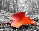 color splash