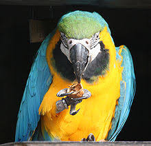 parrot, lectern, Evensong, vicar, Evensong service