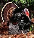 SCDNR News Release
