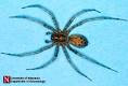 Brown Recluse Spider