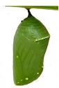 Butterfly Chrysalises | Caterpillar to Chrysalis | Chrysalis ...
