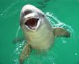 finless porpoise