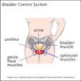Urinary Incontinence-Women's Health