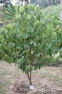 <b>Cinnamomum zeylanicum</b>