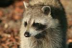 File:Racoon portrait from Hugh Taylor Birch State Park.JPG ...