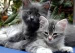 cat mating period
