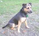 Terriers Breeds - The Black and Tan Terrier