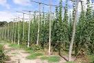 Hop garden at Syndale Farm, - via Daymix
