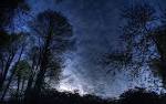 Forest night sky widescreen wallpaper | Nature & Cities wallpapers