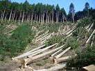 Deforestation - Greening Forward