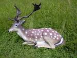 FFFFOUND! | Bedded Fallow Dear.JPG (JPEG Image, 1632x1224 pixels)