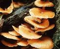 Introduction to the Fungi
