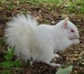 Cryptomundo » 2006's Top Ten White &amp; Black Squirrels' Hot Spots