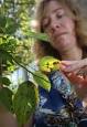 IMAGE: Janna Beckerman examines a Ralph Shay crabapple tree that is infected ... - 14915_rel