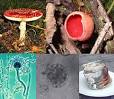 Fungus - Wikipedia, the free encyclopedia
