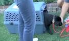 Crate Training Puppies