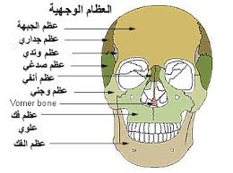 العظام  في جسم الإنسان Images?q=tbn:ANd9GcTfPk93aDpAFOAga5c8TphOjFrXDNRYTIxcJKN9P0GhSfDygBzjqQ