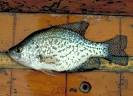 FLMNH Ichthyology Department: Black Crappie