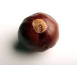 PDQs guide to the buckeye, just in time for the OSU-Michigan game.