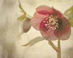 Flower Photography 8x10 Gray Nature Photograph by PureNaturePhotos