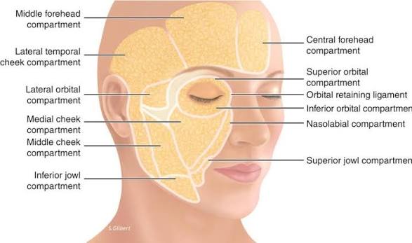 Facial Anatomy and Patient Evaluation | Plastic Surgery Key
