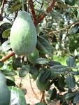 <b>Feijoa</b> - <b>Feijoa</b> sellowiana