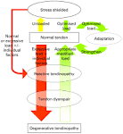 Diagnosis and Management of <b>Tendinopathies</b>