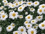 Desktop backgrounds // Animal Life // Flowers // Growing chamomile ...