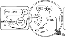 Chapter 5 - Hydrogen production