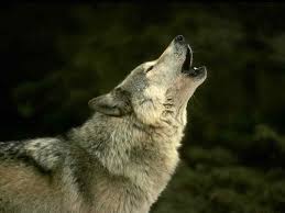 Foto bij hoofdstuk 37