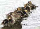 The Ducklings of Spring ~ The Ark In Space
