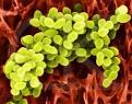 BacMap: Bacterial Genome Atlas